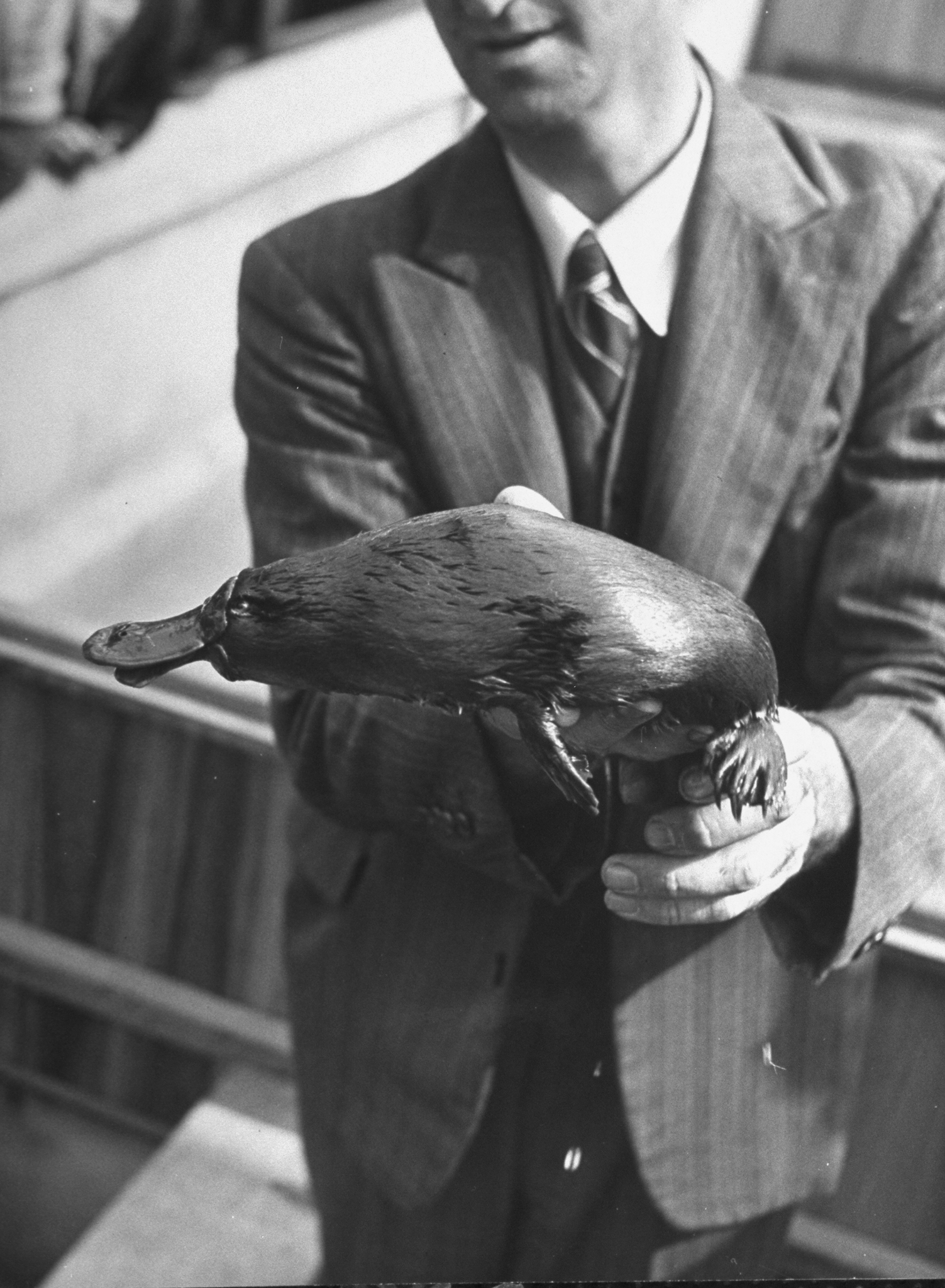 Az egyik (sajnos nem tudjuk, melyik) kacsacsőrű emlős egy héttel az érkezése után (fotó: Jerry Cooke/Getty Images)