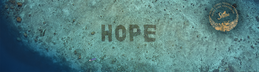 Macskaeledel jelenti a reményt a koralloknak