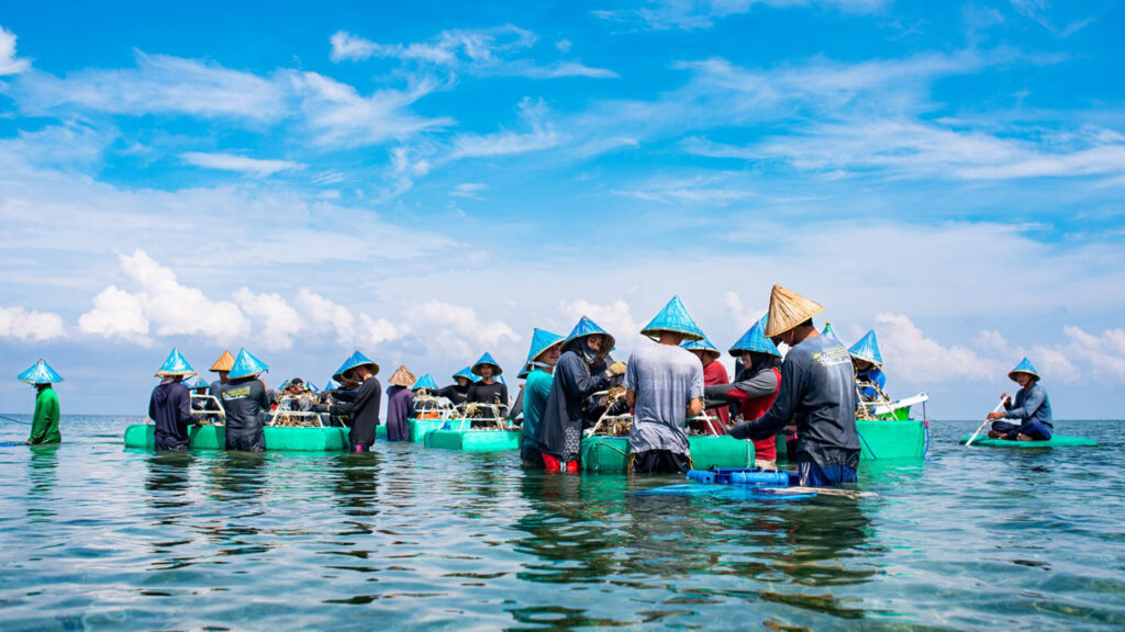 Macskaeledel jelenti a reményt a koralloknak