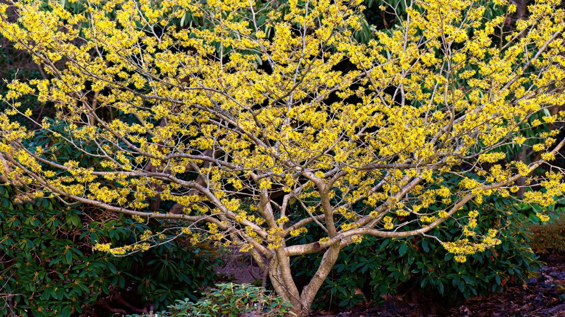 Kivirágzott boszorkánymogyoró-fa.