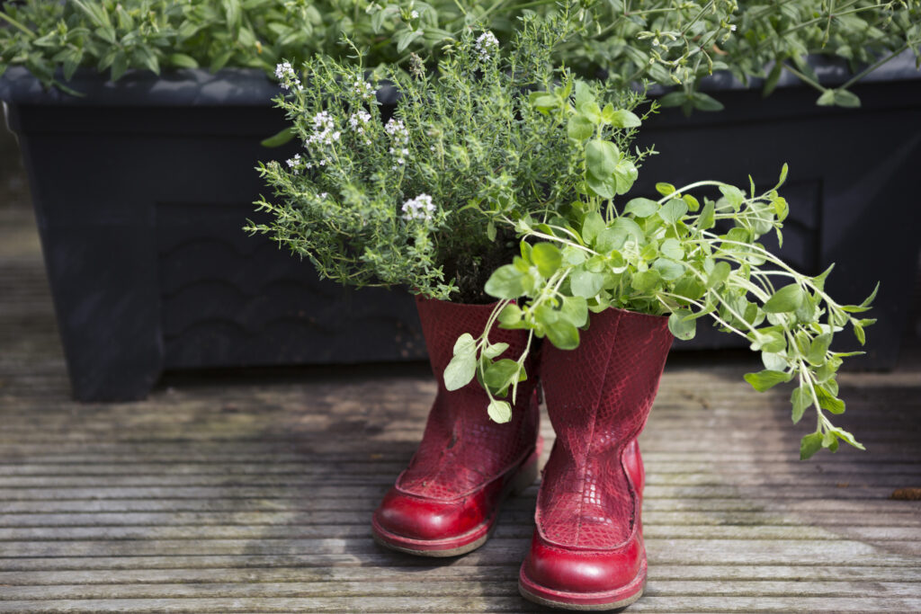 Piros csizmákban fűszervnövények
