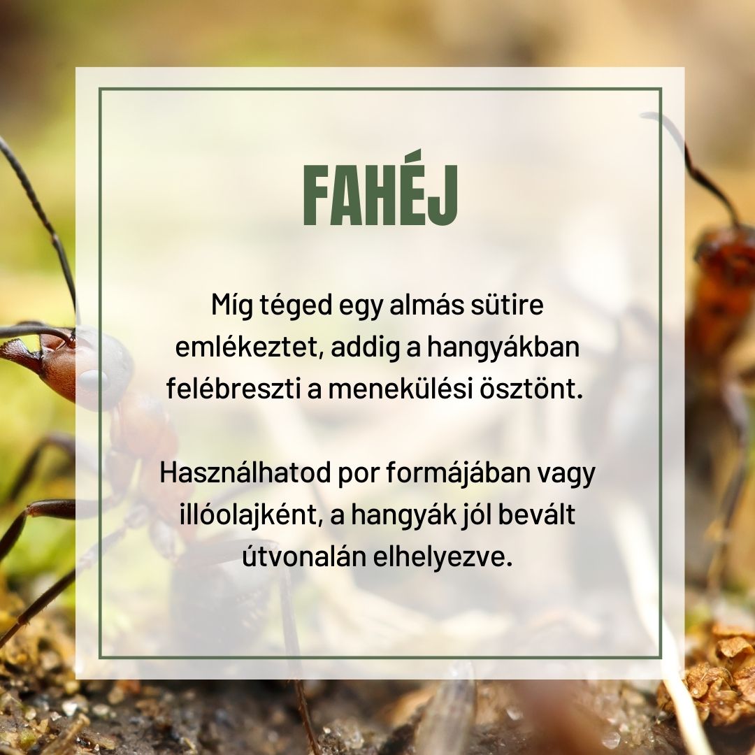 Fahéj