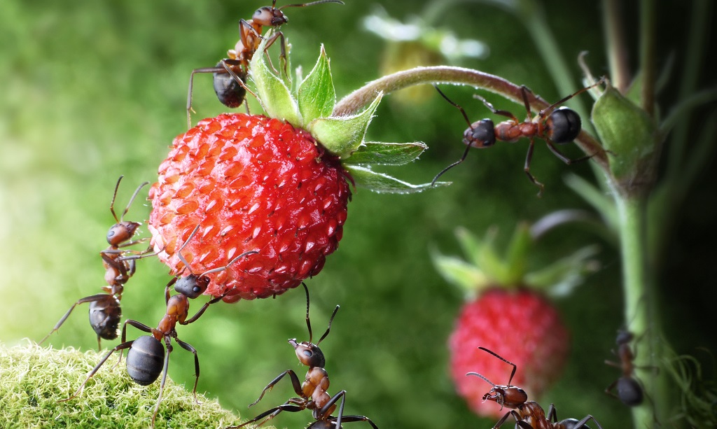 Hangyák epret dézsmálnak