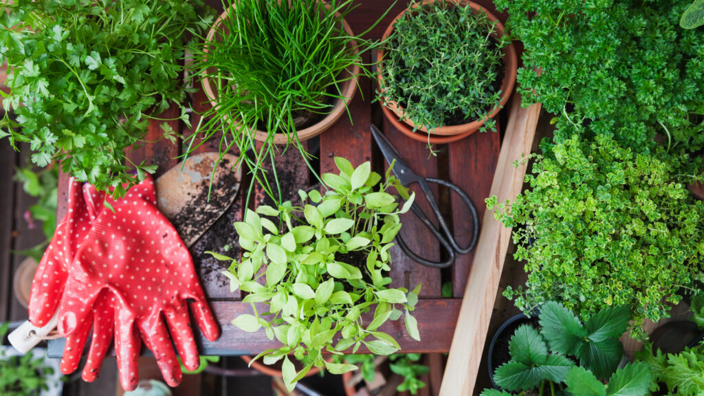 Balkonon fűszernövények