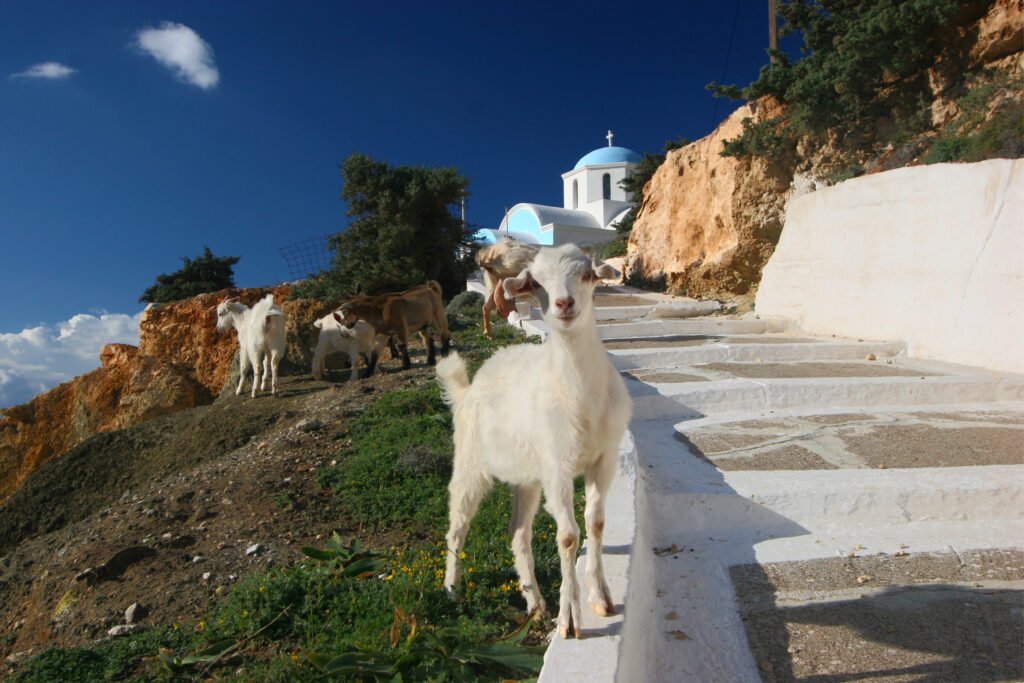 Kecskék Görögországban