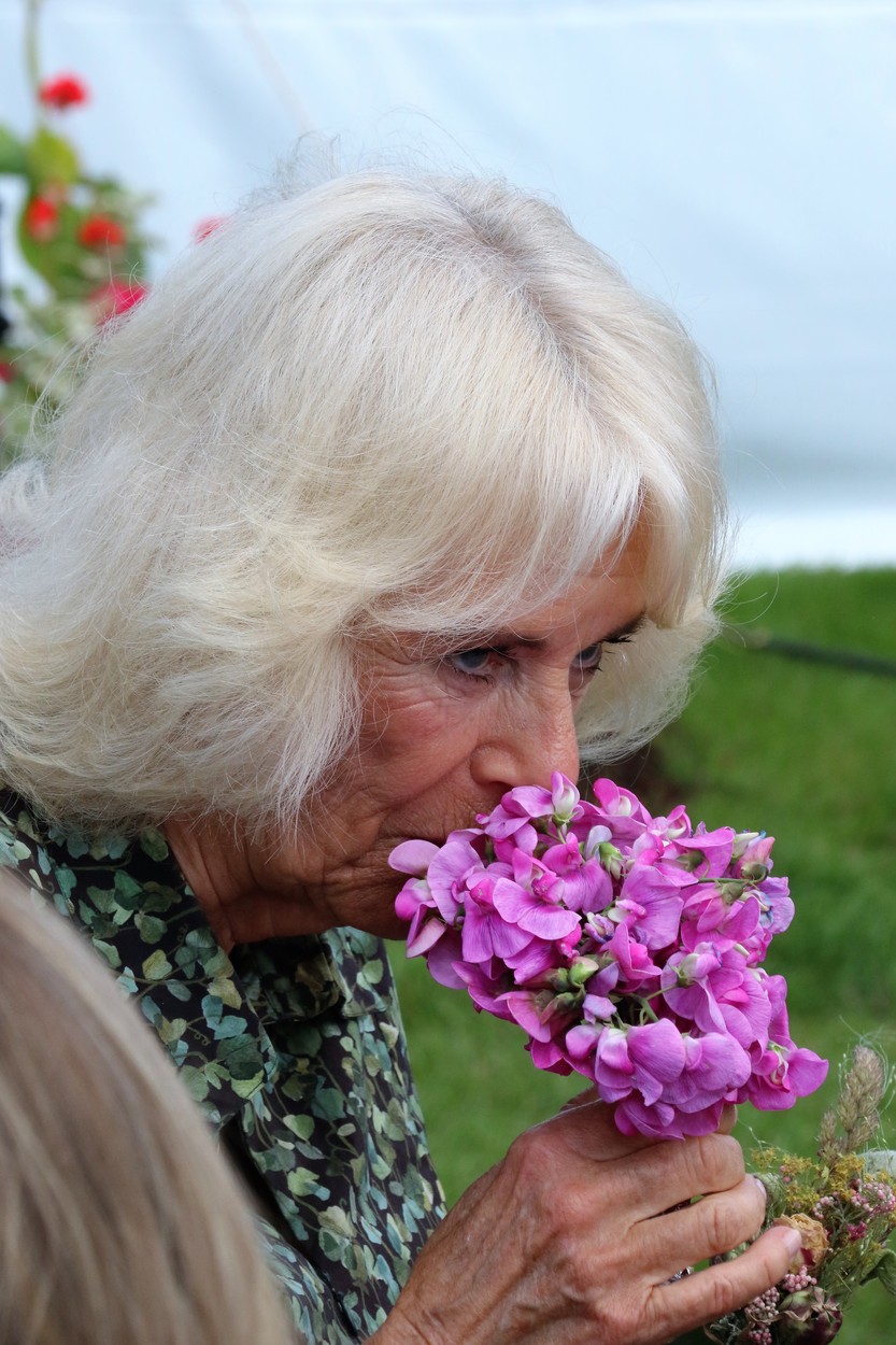 Kamilla királyné lila virággal