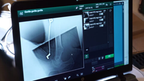 Világszenzáció Budapesten: sikeres őssejtterápián van túl az Állatkert gorillája