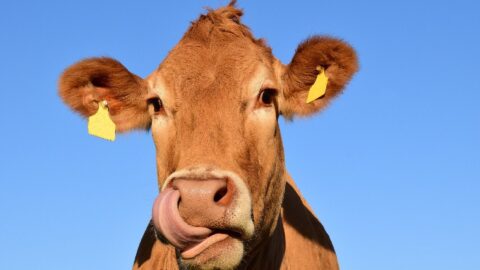 Betört a tanyára, aztán megerőszakolt egy bocit