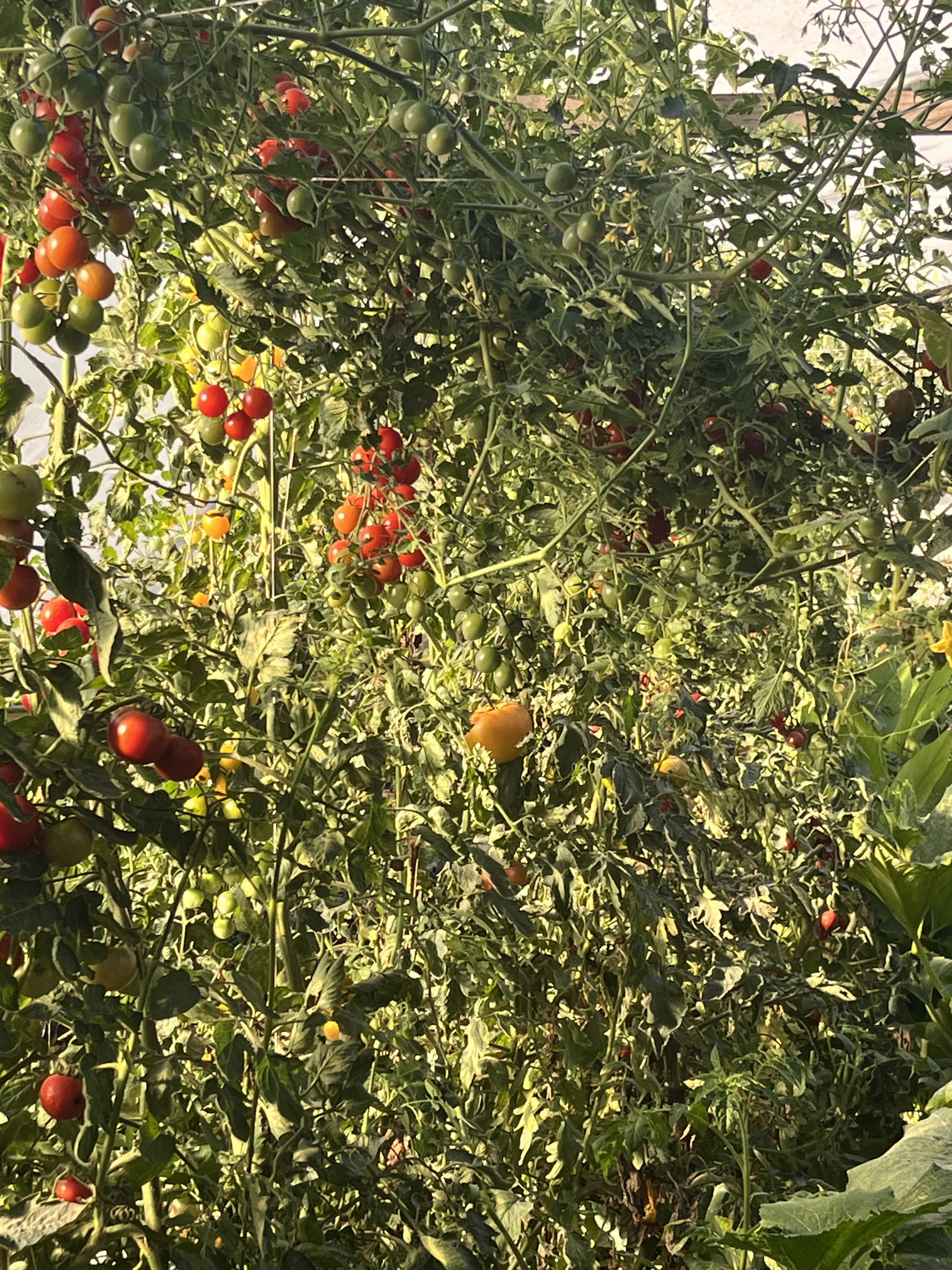 A fólia tetejéről omlik most már alá a paradicsom