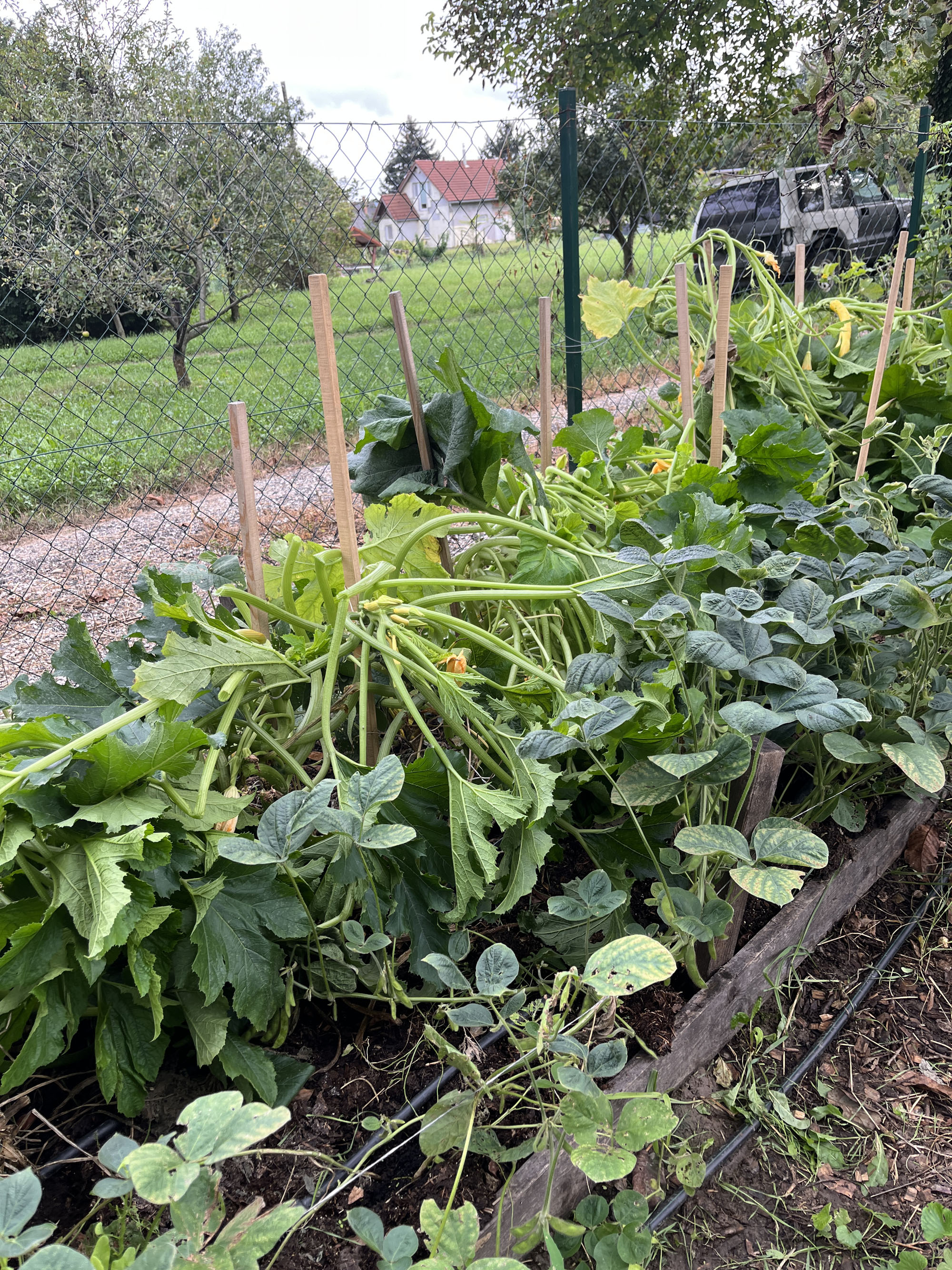 A keskenyedő cukkini mellett erősödik az edamame-bab
