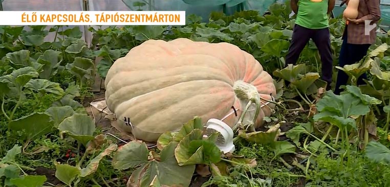 Világversenyre viszi gigatökjét a gazda - Forrás: TV2 / Mokka