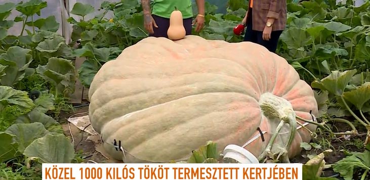 Egy átlagos sütőtök csupán 2-3 kiló, jól látszik a különbség... - Forrás: TV2 / Mokka