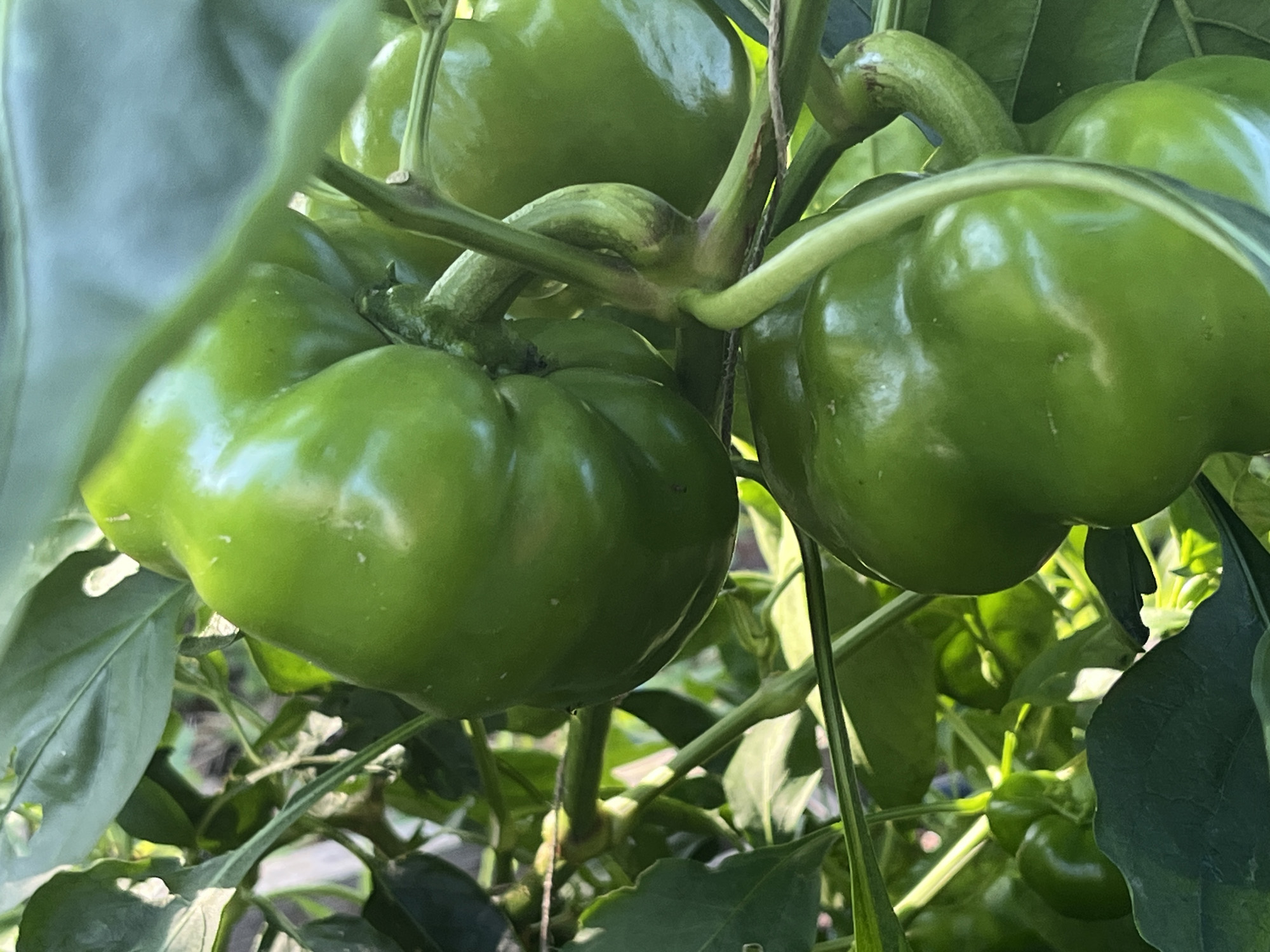 Kedvenc paradicsompaprikáim még legalább egy hónapig gyűjtik a cukrot