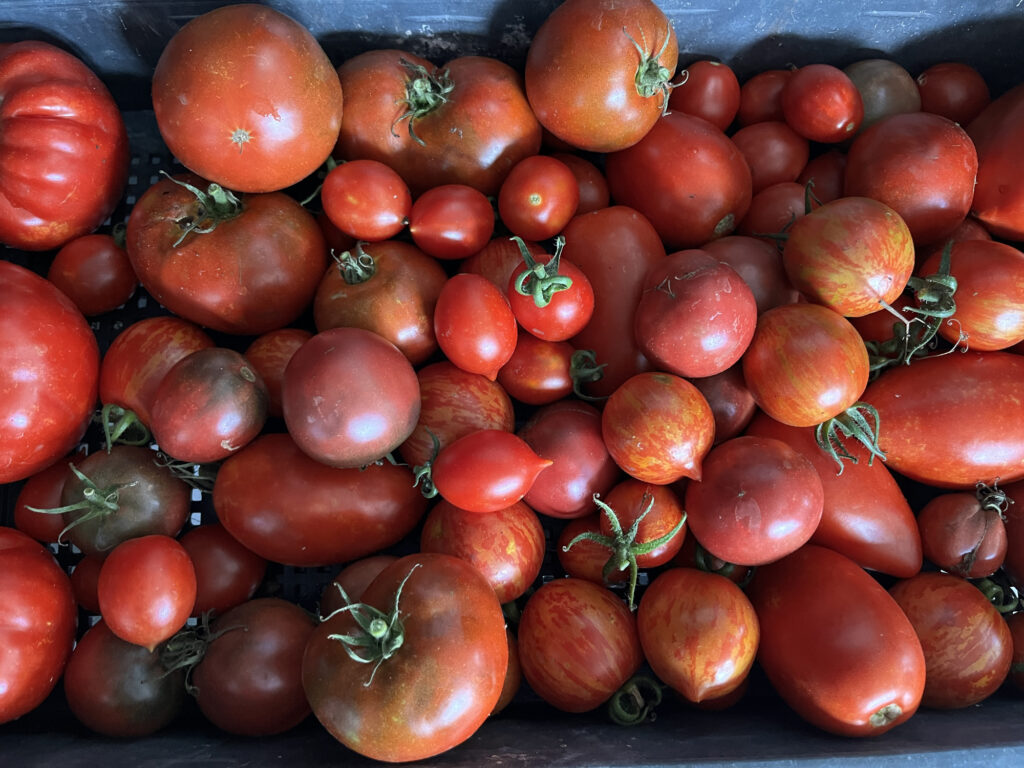 Készül az első adag ketchup