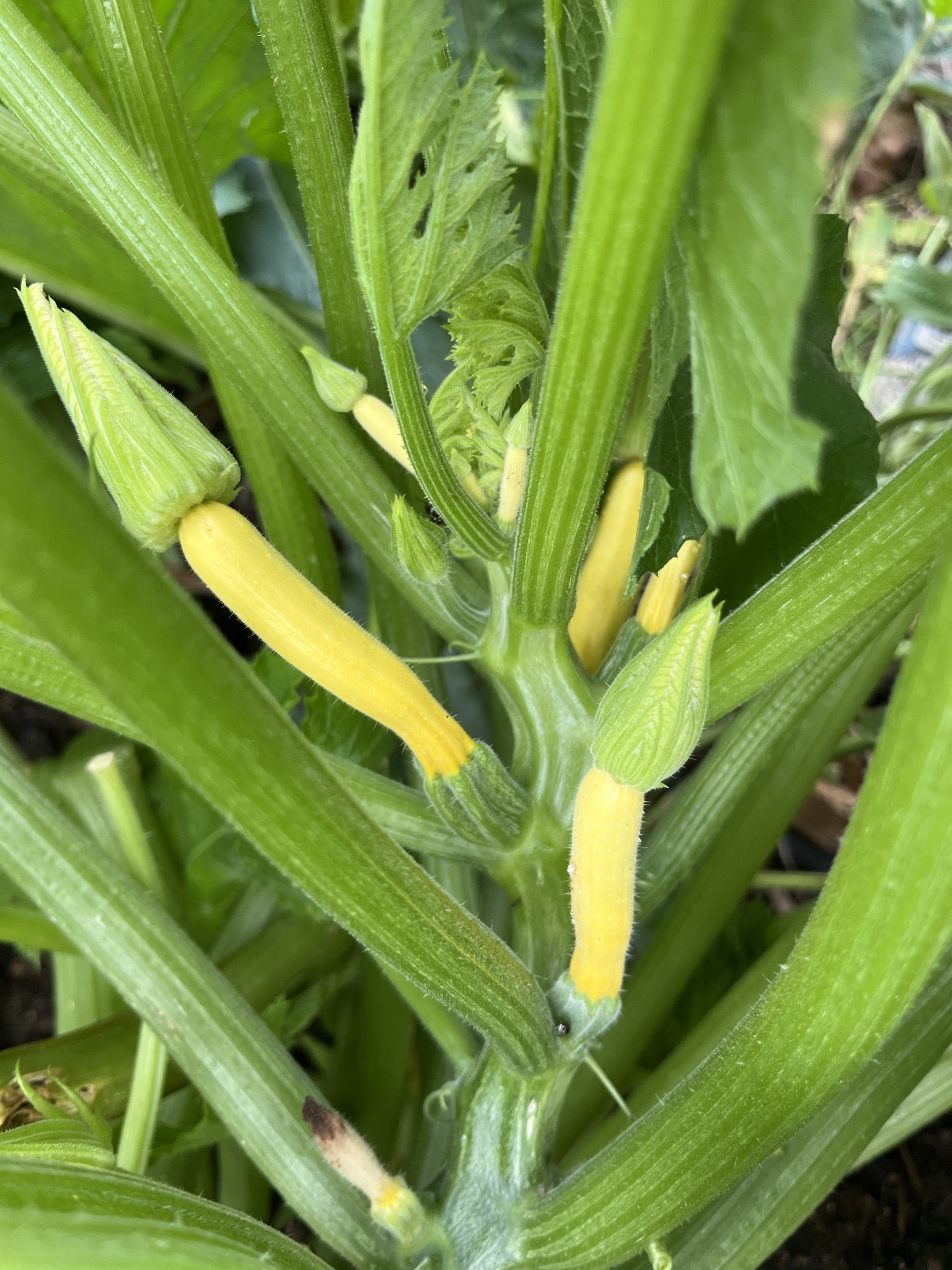 Készül az őszi adag cukkini