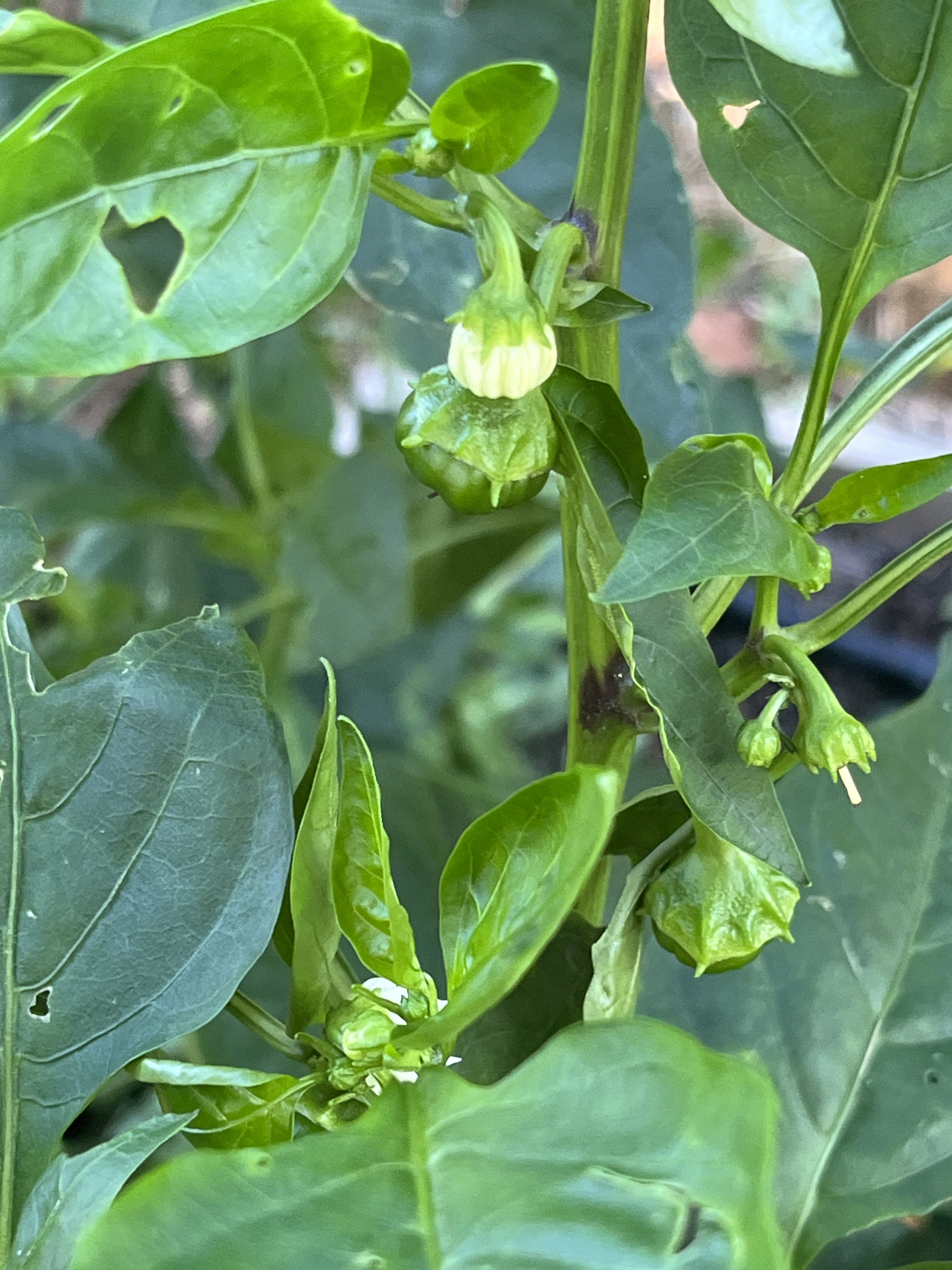Kezdő paprikák - most jön csak az igazi szezonjuk