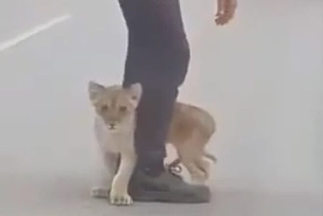 Kóbor oroszlánkölyköt találtak az úttest közepén, Szabadkán - kép