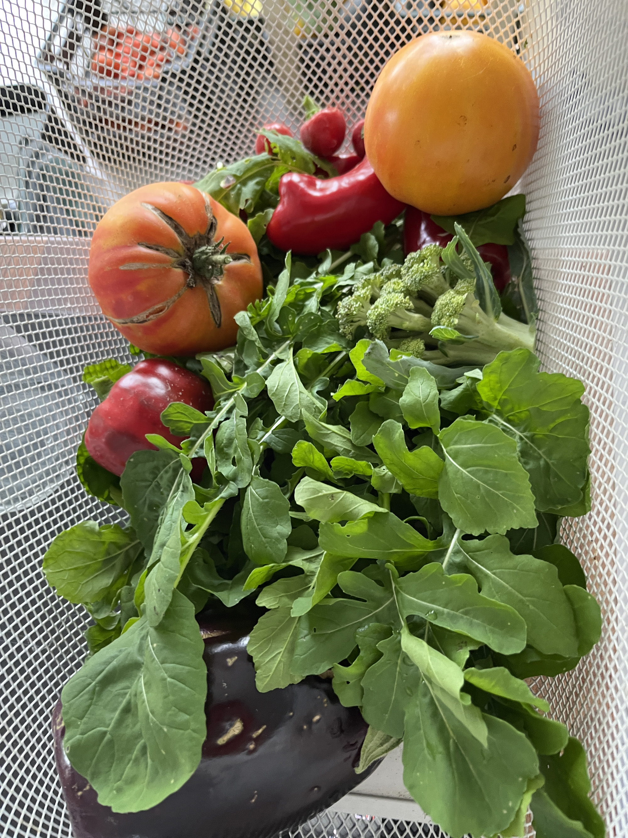 Salátarukkola és társai