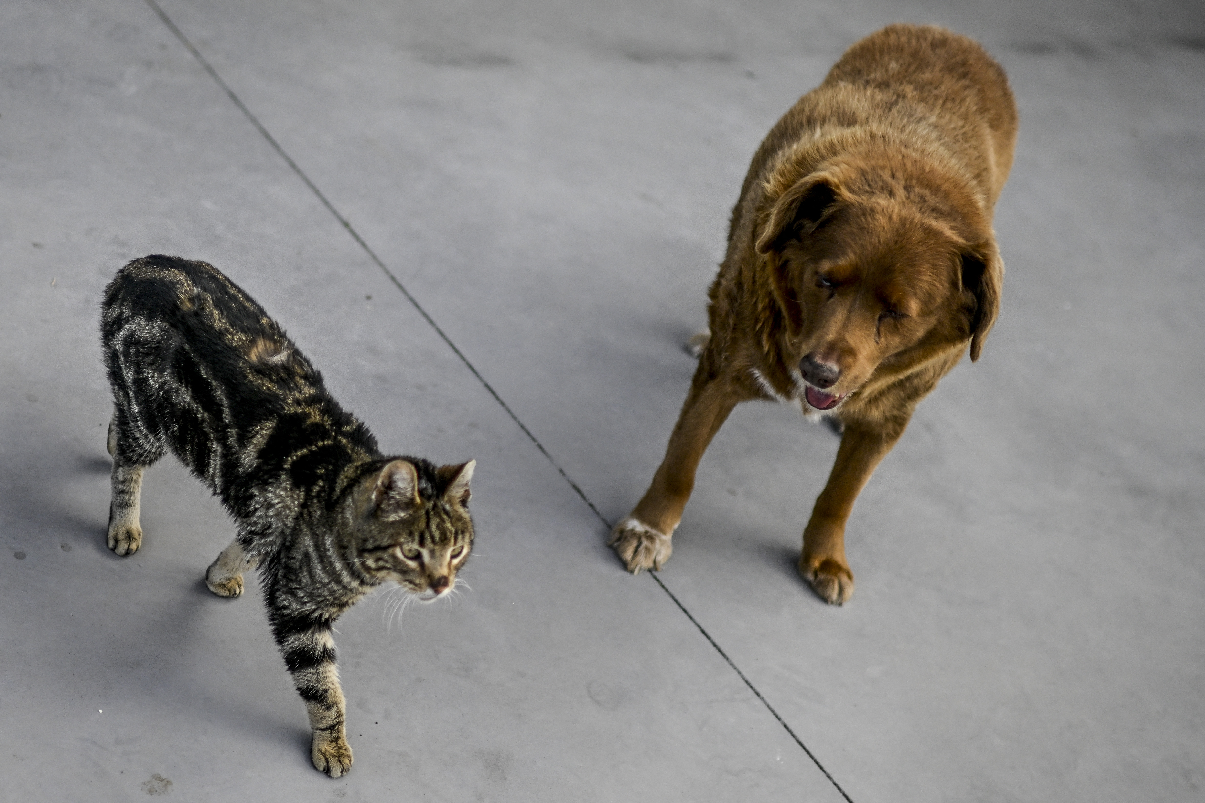 Egy 2023. február 12-én készült képen Bobi, a 31 éves portugál kutya látható