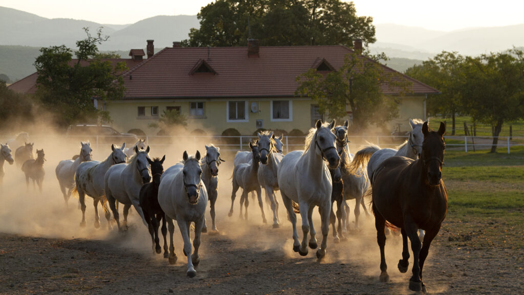 Pillantson be az arisztokraták világába