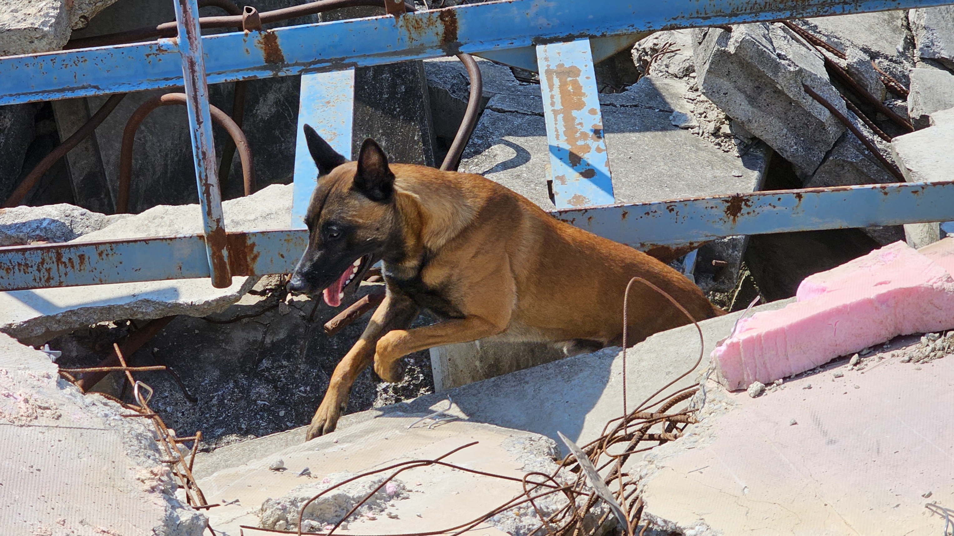 A képzett mentőkutyák rendszeresen gyakorlatoznak és viszgáznak