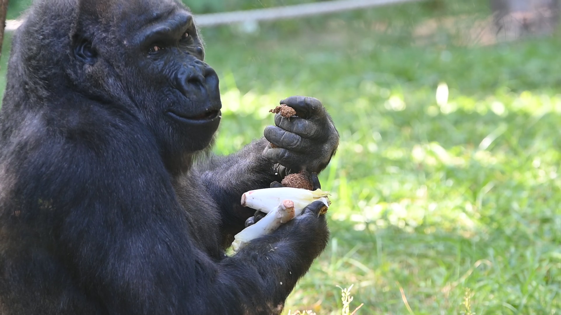 gorilla eszik az állatkertben