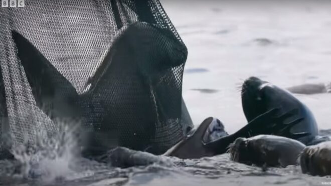 David Attenborough 97 évesen forgatja a Bolygónk a Föld harmadik évadát, itt az első előzetes!