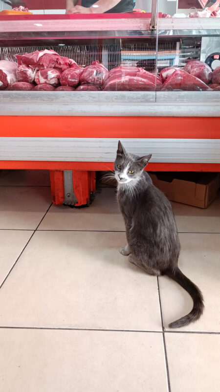 Macska egy török hentesnél