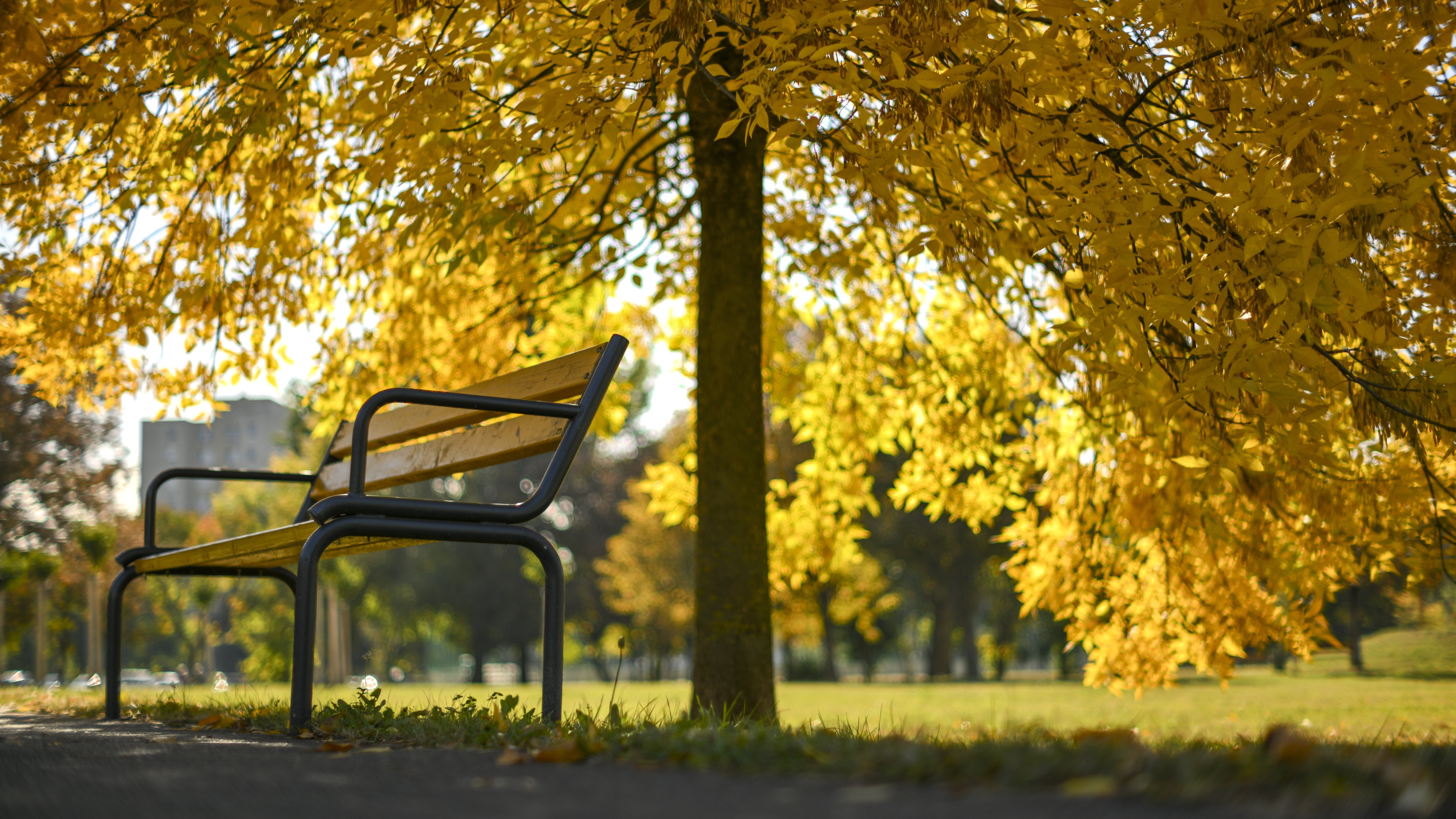 Sárguló fa és egy pad az őszi napsütésben Debrecenben 2023. október 17-én