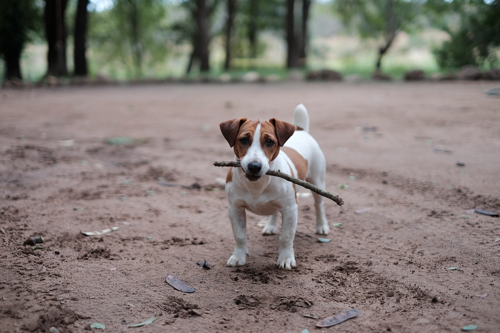 Jack Russel terrier