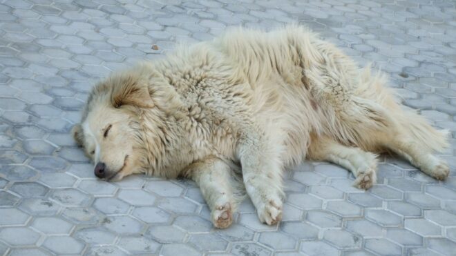 Örökre lenyúlta a labdát egy cuki kutya, ez lett a szerencséje - videó