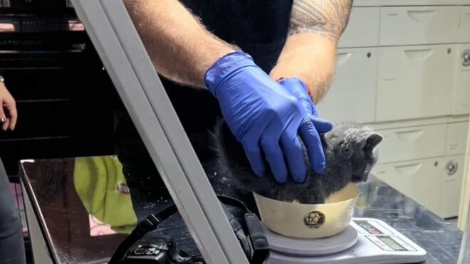 Állatkínzás miatt riasztották a rendőröket a Parlamenthez