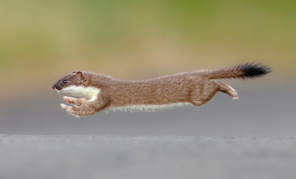 Hermelin. Nem a sajt