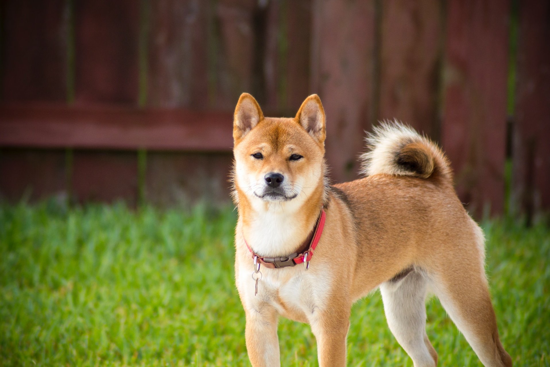 Shiba Inu kutya