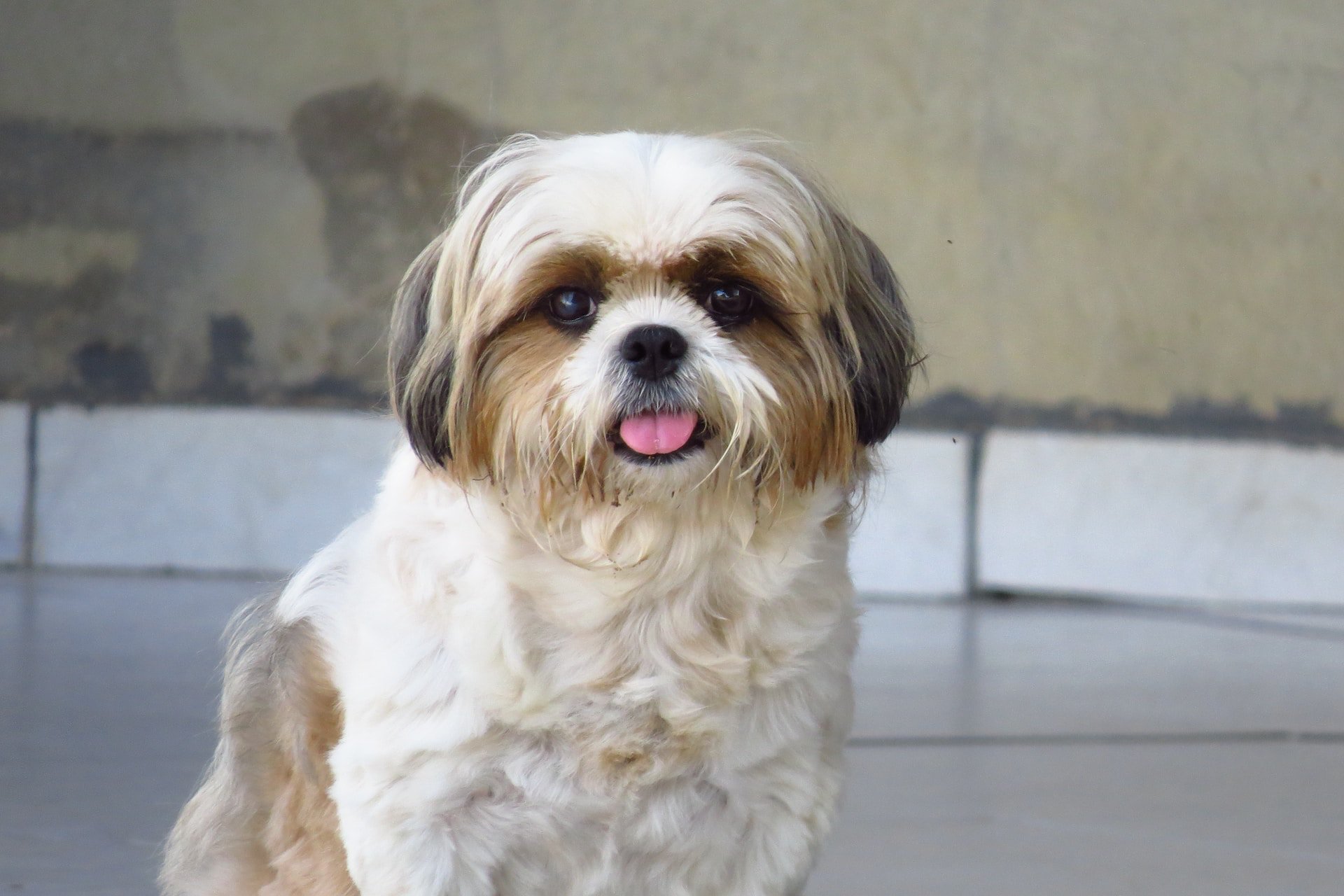 Shih tzu kutya