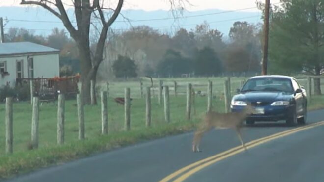 Tényleg semmi esélyünk nincs kártérítésre, ha mostantól vadat gázolunk?