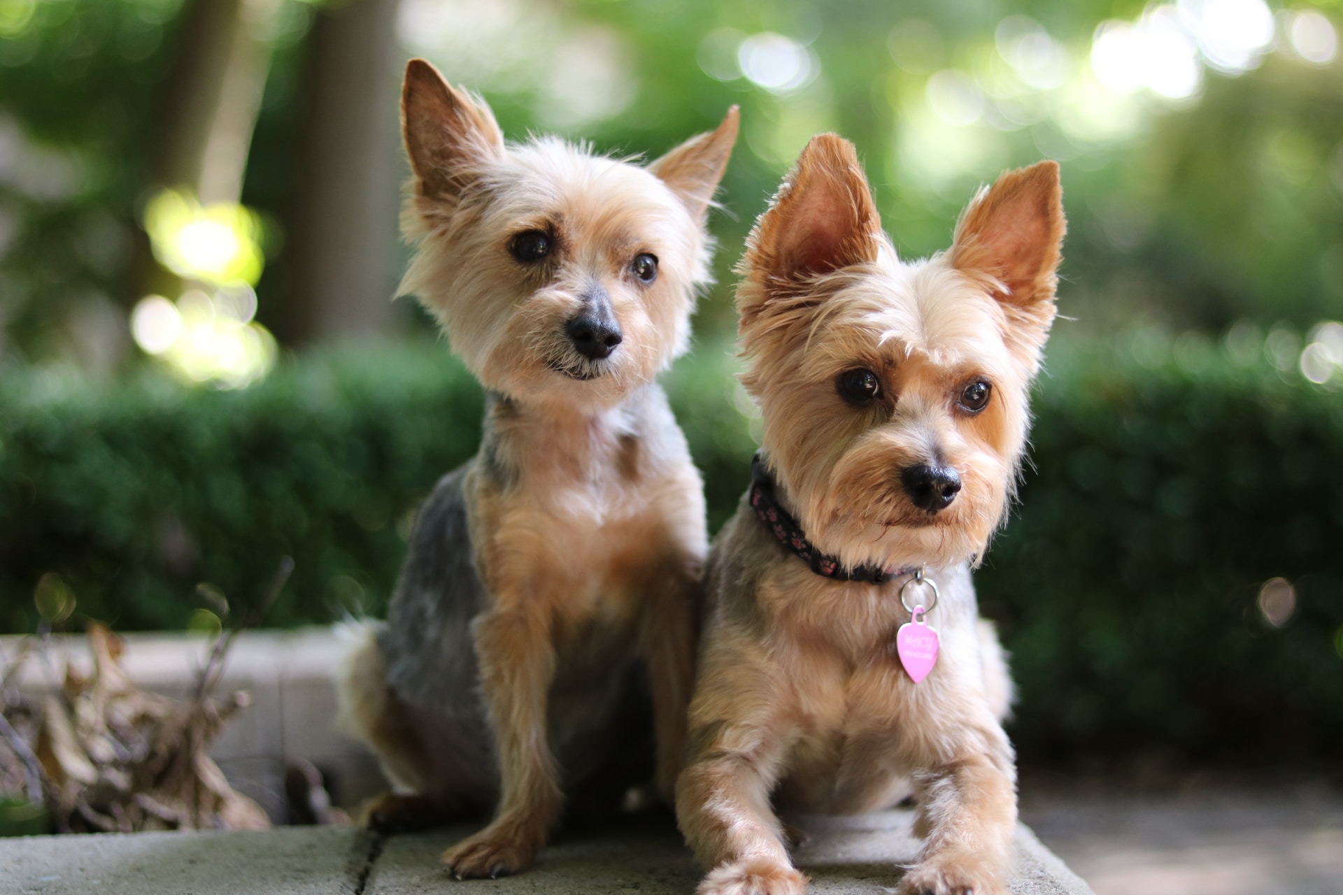 Yorkshire terrier