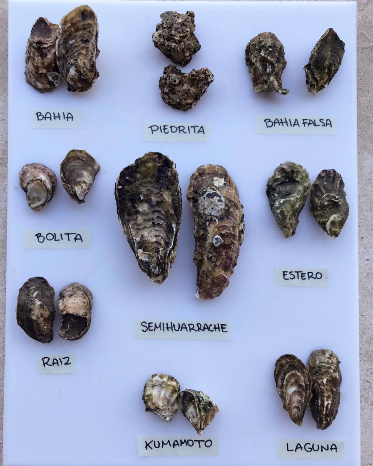 Noma Mexico. Osztrigagyűjtés Tulum partjainál