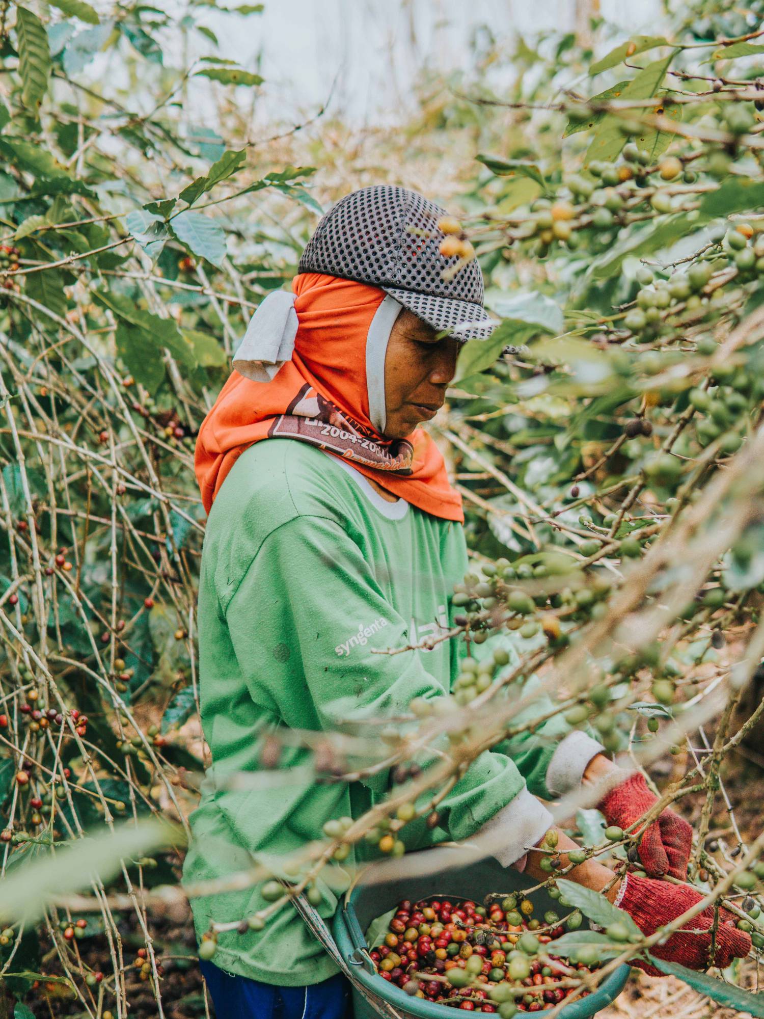 Kávészedő munka közben.