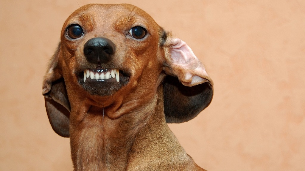 Vicsorgó mérges kutya