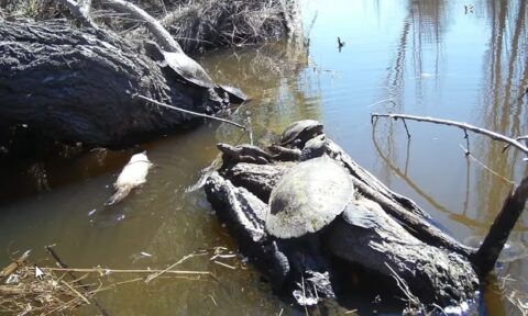 kép: Louise Streeting