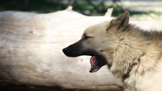 Belemart az osztrák elnök kezébe a moldovai elnök asszony háromlábú kutyája