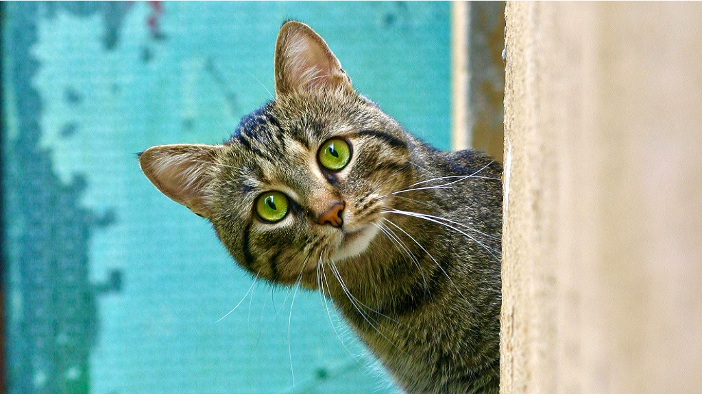 Meglepődött macska