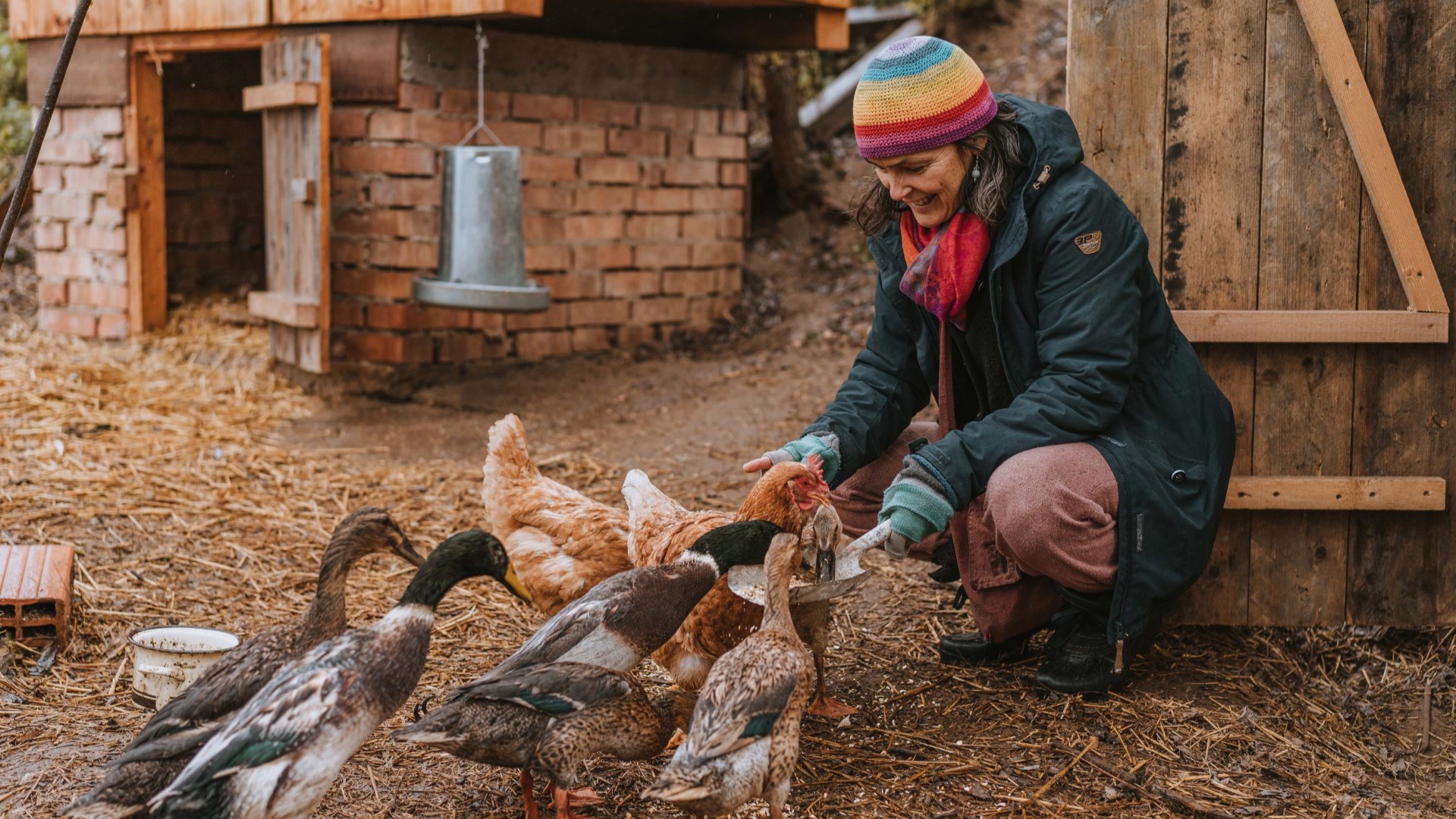 Etetés a baromfiudvarban