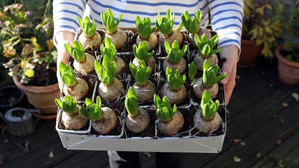 Zöldellő virághagymák