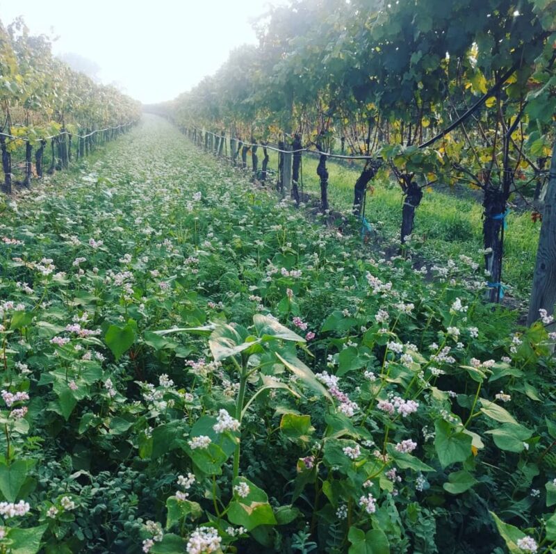 A Bott Pincészet szőlőültetvénye