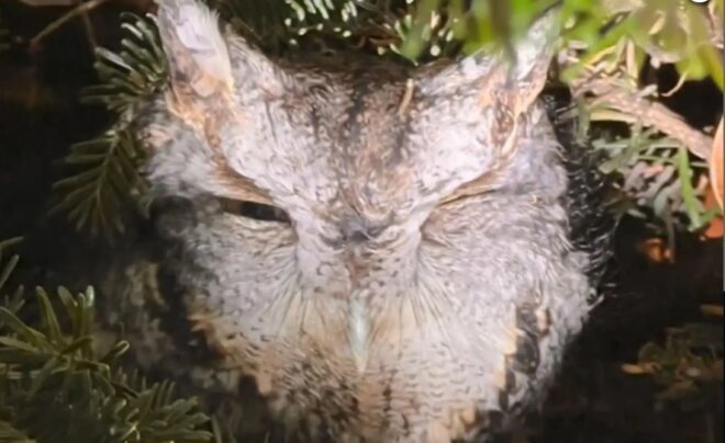 Sokkot kapott a háziasszony, miután kiderült, mi rejtőzködik a karácsonyfa ágán