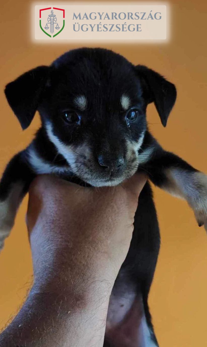 Öt kutyakölyköt dobtak egy utcai szemetesbe