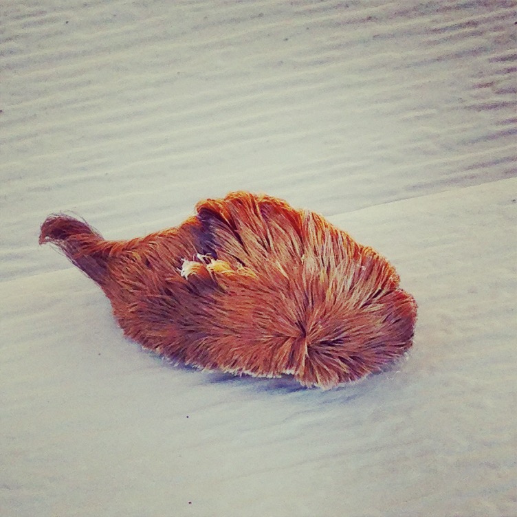 Gyapjaslepke-hernyó (fotó: Wikipedia)