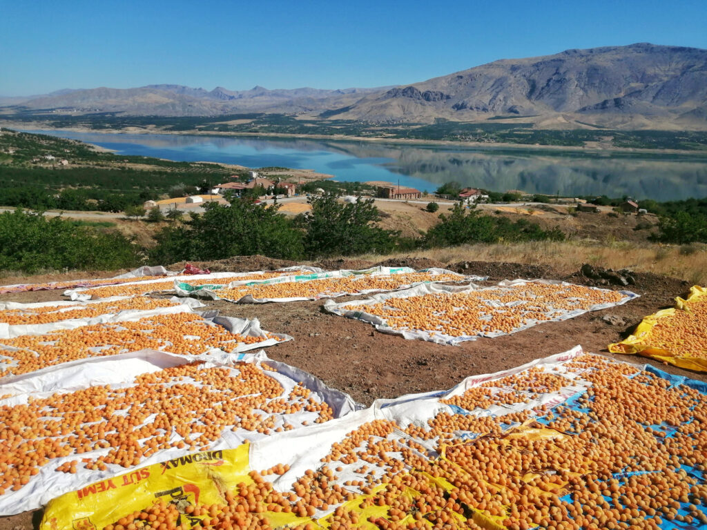 Sárgabarack-szárítás a napon Törökországban
